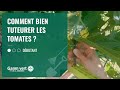 [TUTO] Comment bien tuteurer les tomates - Jardinerie Gamm vert