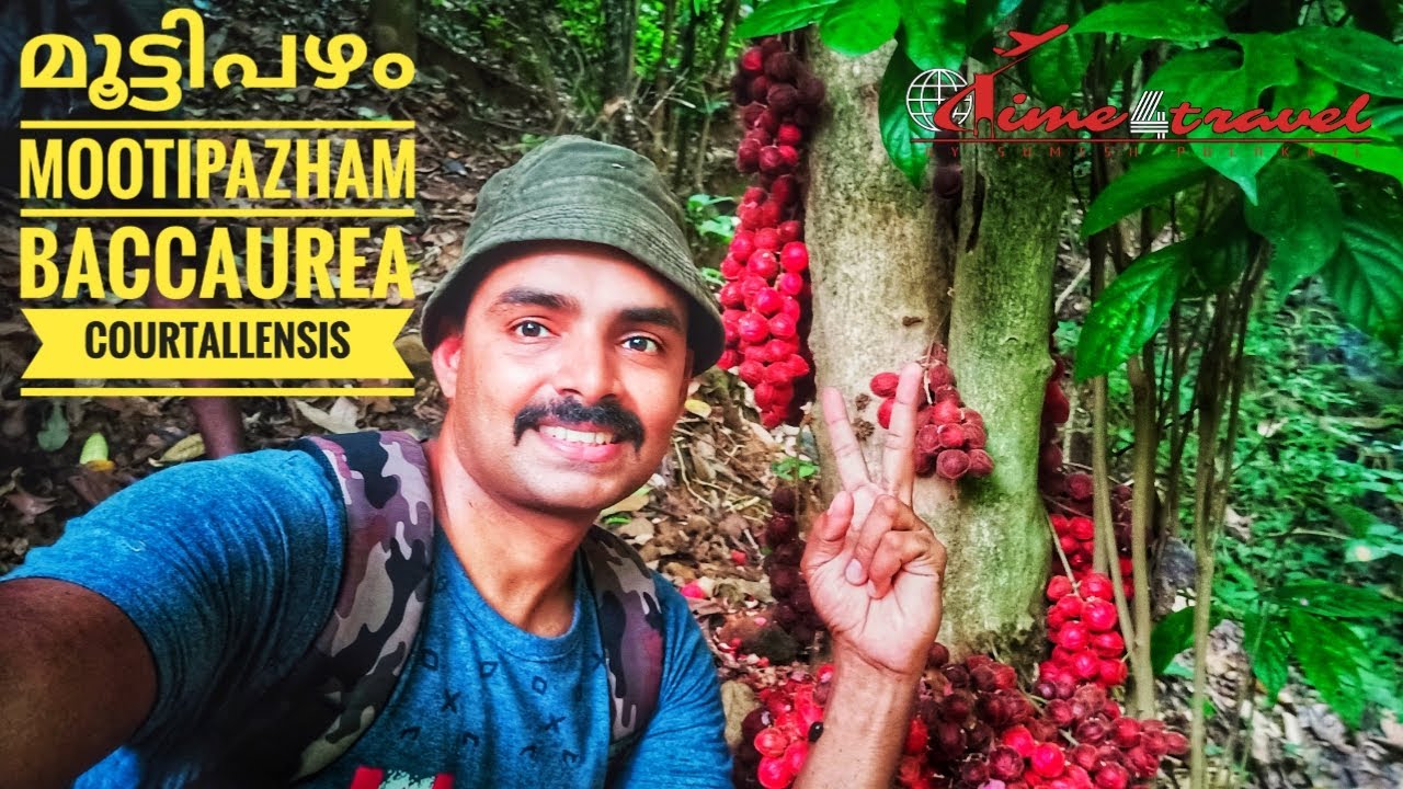 Baccaurea courtallensis/ muttipazham Malayalam / mootithuri Kerala wild fruits / cholapuli