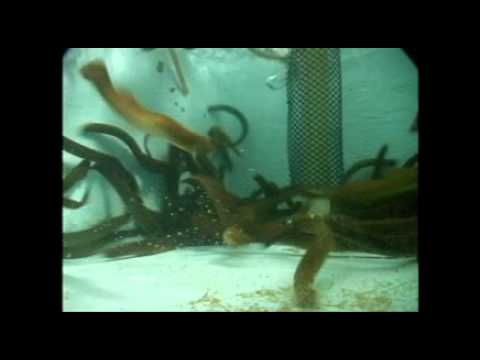 Sea lamprey panic response -- underwater view