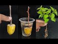 How to grow bougainvillea from cutting in water