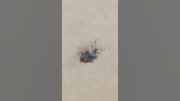 Brown marmorated stink bug / Halyomorpha halys on the side of a box
