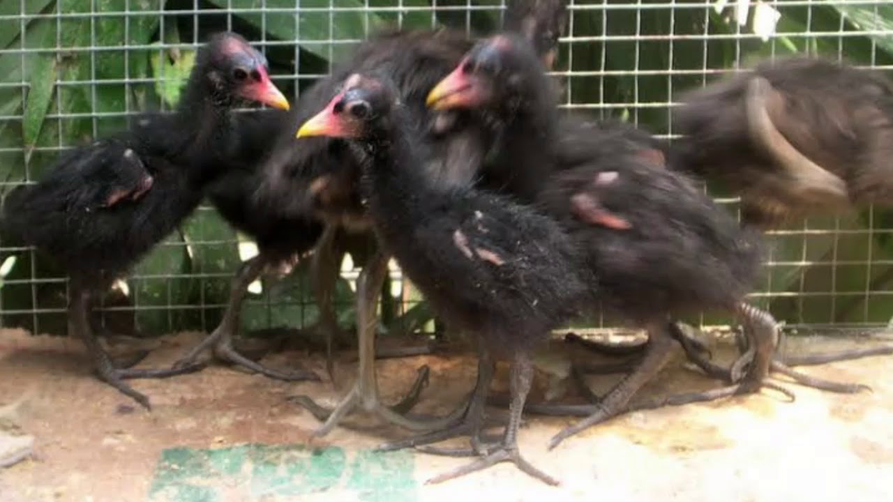 Suara Anakan Burung Mandar Batu Cocok Di Jadikan Suara Pikat