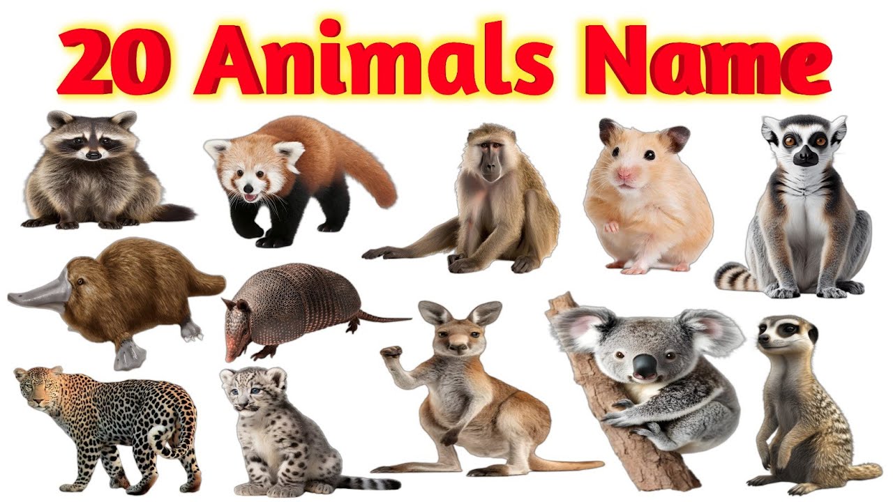 जंगल के प्यारे और ताकतवर जानवर 🐼🐯 | बच्चों के लिए मज़ेदार Animals Name Learning Video
