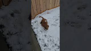 Bridger Enjoying The Snow