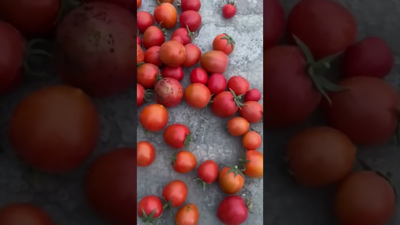 Tomato Production Every 15 Days from One Grow Bag 🍅 | Continuous Harvest in Rooftop Garden