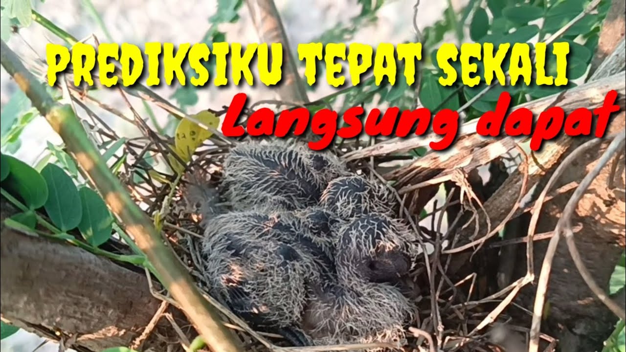 TIPS MENCARI SARANG PERKUTUT||YANG MENCOBA PASTI KETAGIHAN