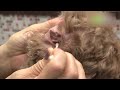 お家でできる愛犬のケア:耳掃除 - 街ログ