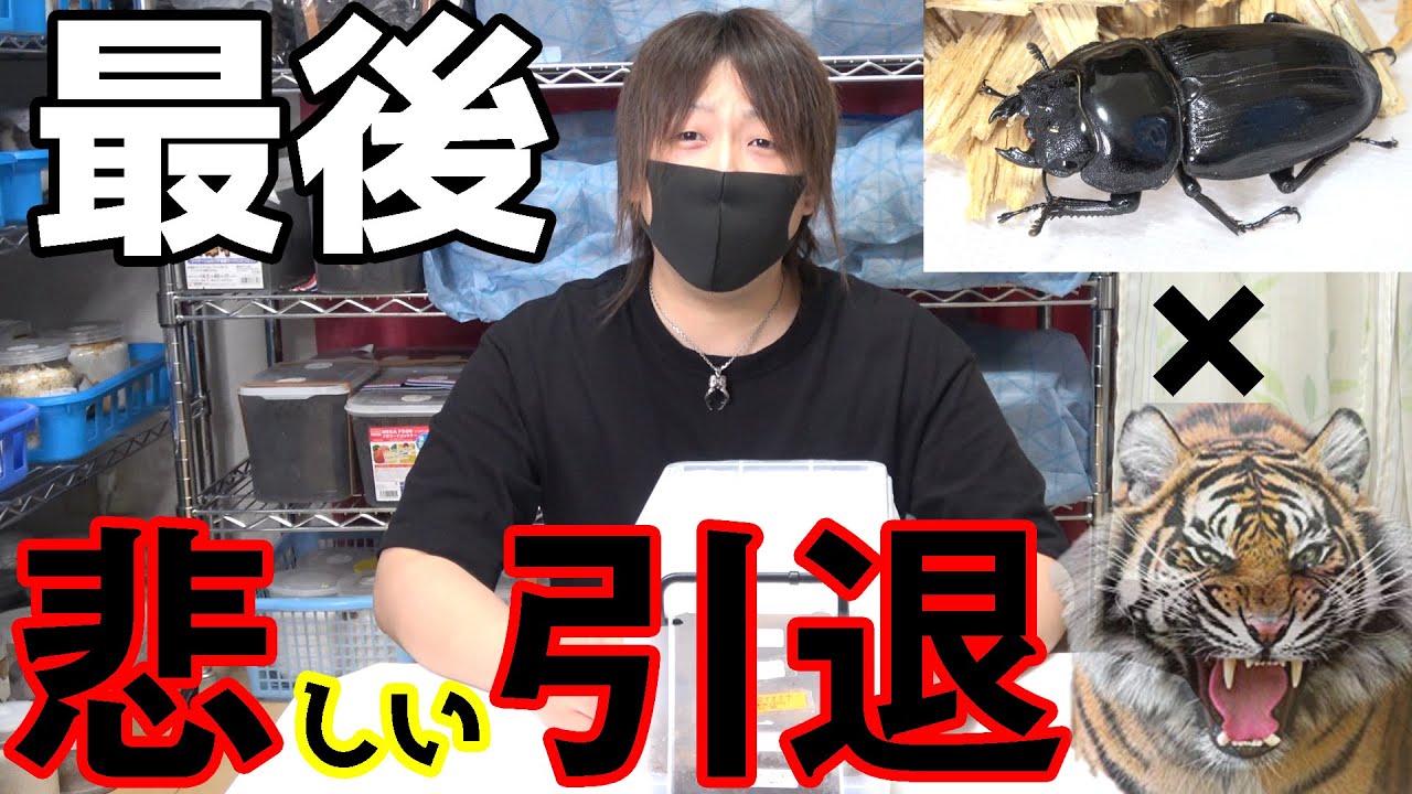 引退】熱い情熱を受け継ぐ血統を残したい…オオクワガタ 産卵セット  