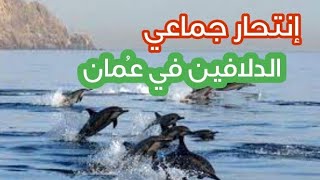 نهاية العالم انتحار جماعي لدلافين في عٌمان تكفى #اشتراك_بالقناة @Ayman0salem