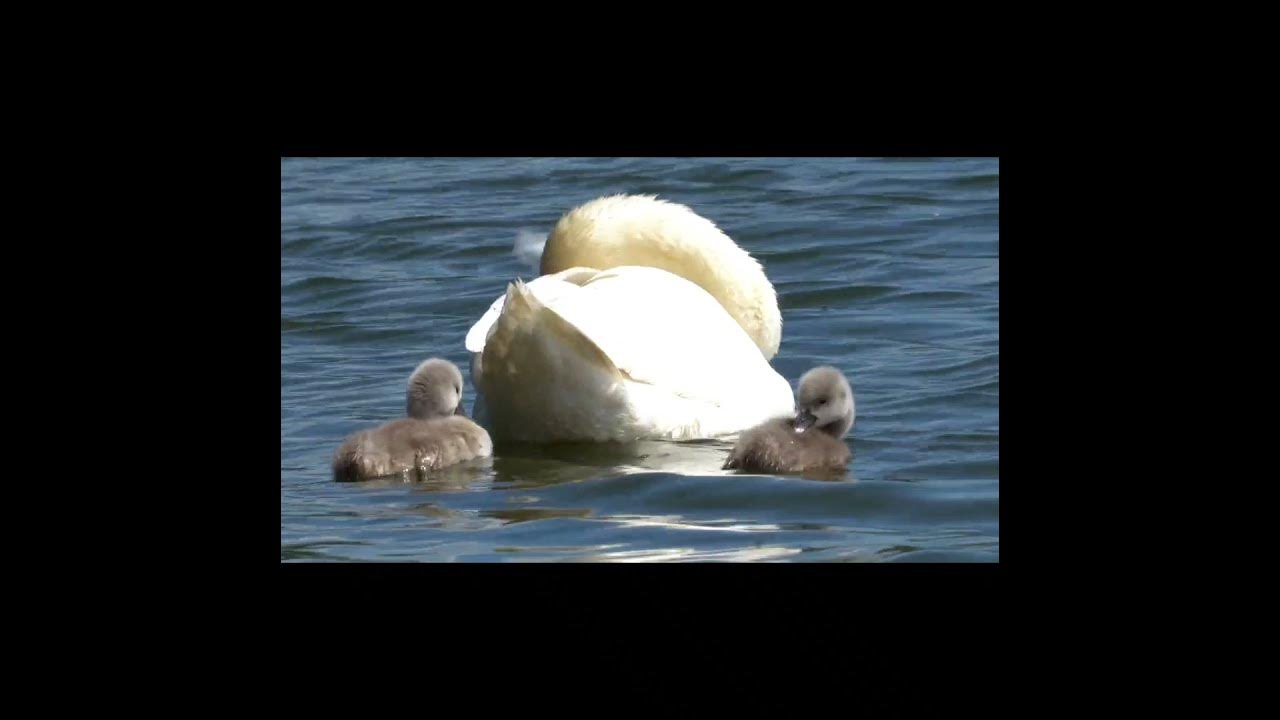 हंस पक्षाबद्दल 5 मजेदार रोचक तथ्य Amazing Facts About Swan In Marathi