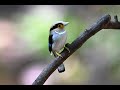 Silver breasted Broadbill