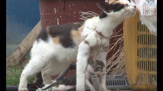 Kitten Dangles From Fishing Net On Mother's Neck | Animal in Crisis EP31