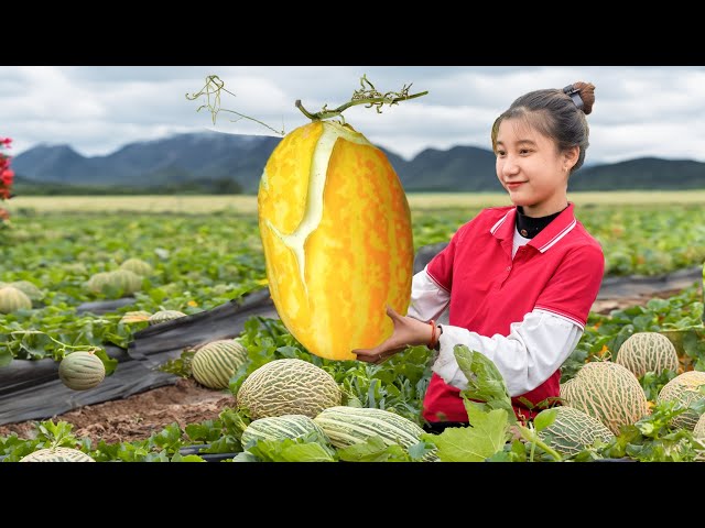 Harvesting HONEYDEW MELON - Make A Tea Break for Kids class=