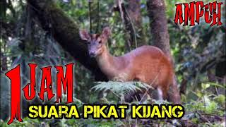 1 Jam Suara Memanggil kijang betina| Suara Pikat KIjang Apuh di alam liar