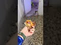 اخذت من فطورنا وطيتها ميته جوع