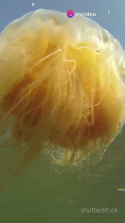 the-largest-living-animal-isn-t-a-whale-shorts-viral-learn-true