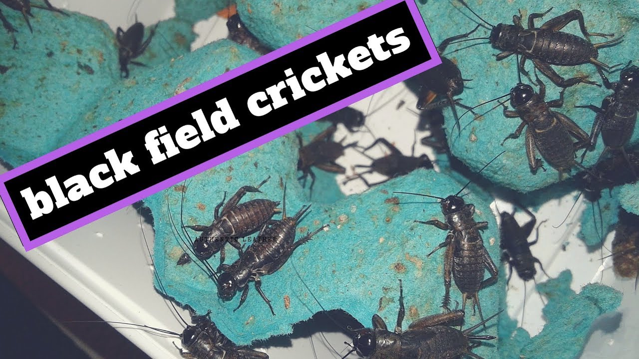 *BREEDING BLACK FIELD CRICKETS* YouTube