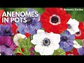 How to plant anenome de caen corms into pots  balconia garden