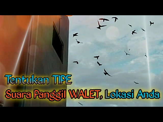 GEDUNG GAGAL!! BAGAIMANA RESPON BURUNG WALET KETIKA SUARA PANGGIL LMB DI GANTI class=