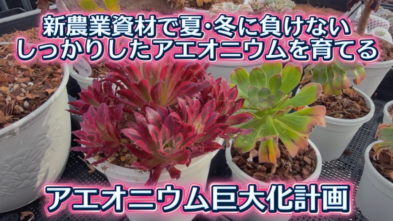 【アエオニウム】巨大化計画✨しっかり育てて夏･冬に負けないアエオを目指します✊✨【多肉育て方】