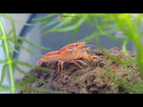 cpo-mini-mexican-dwarft-crayfish-|-lobster-hias-lucu-mexico-air-tawar-di-aquarium-kecil