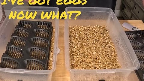 How To Set Up An Egg Box For Ball Pythons
