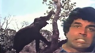 हाथी ने Dharmendra जी की जान लेने की कोशिश - Dharmendra Best Scene - Maa (1976) - Best Movie Scene