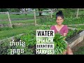 How To Grow Water Spinach Or Morning Glory From Seed To Harvest | Khmer Maryland Backyard Garden