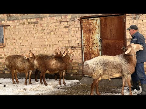 Video: Телефон линиясындагы чыңалуу кандай?