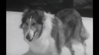 Ranger Cory Lassie (Season 12 Eps.16 The Gift of Life)