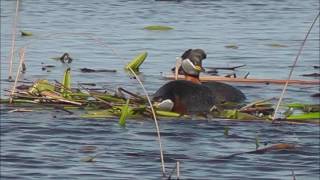 Red-necked Grebes Mating