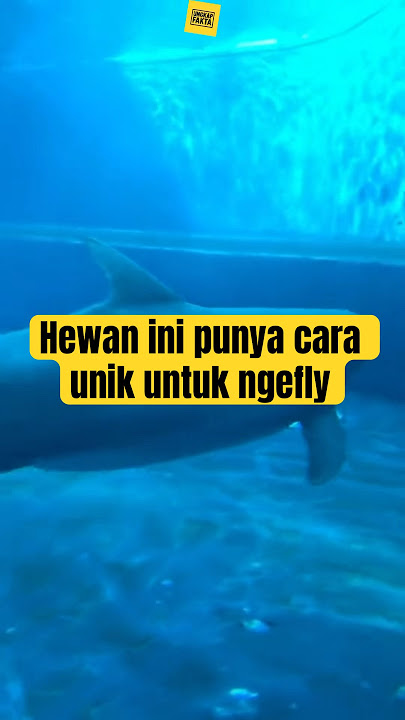 HEWAN INI SUKA ❗️Ngefly #animal