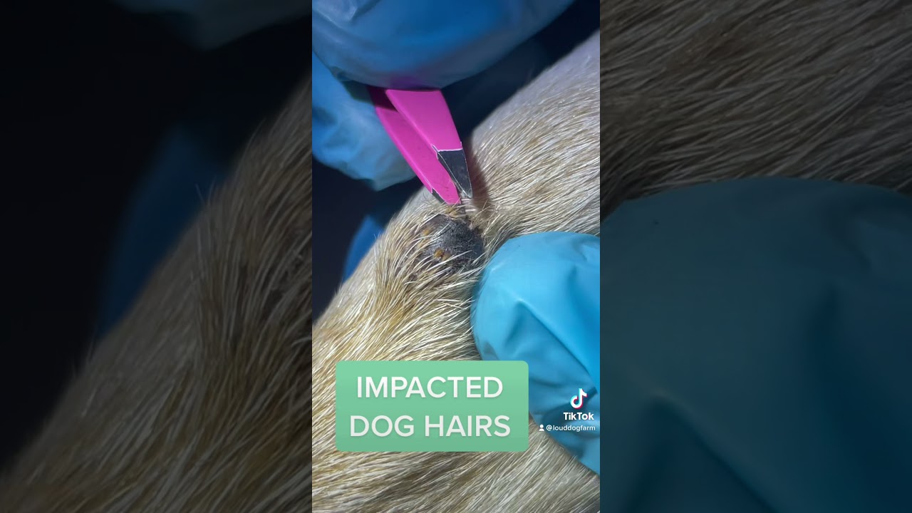 IMPACTED HAIRS ON DOG YouTube