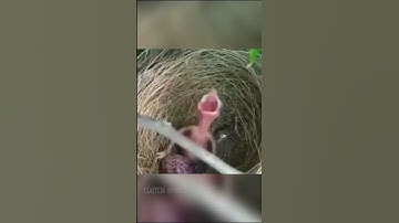 The BOYS but with MEMES #shorts #theboys #BlackSquad #codm #codmobile #battleroyale