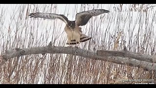 1st Year Northern Harrier Watching For It's Dinner 2021 02 21 18 12 27 557