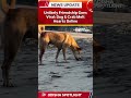 🐶🦀 Unlikely Friendship Goes Viral: Dog & Crab Melt Hearts Online #odishaspotlight