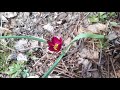 Зацветёт первый! Природный тюльпан в вашем саду!