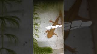 Axolotl siêu sung