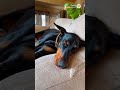 Doberman Gets Pranked! Parrot Lies About the Park! 😂