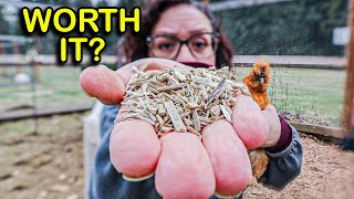 Hemp Bedding for Chickens is ALL the Rage, BUT…