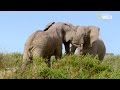 Des éléphants sur le pied de guerre