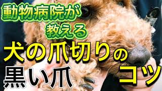 動物病院が教える！犬の爪切りのコツ～黒い爪編～黒い爪でもどこまで切ったら良いのかが分かります。