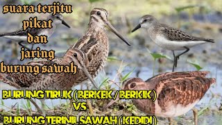 suara pikat burung kedidi ( terinil sawah ) & burung berkik sawah ( Tiruk )|| MP3 bersih dan jernih
