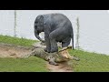 Most amazing moments of wild animals 2022 wild discovery animals p6