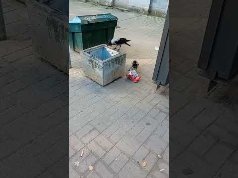 Crows cleaning up trash #birds #nature #shorts