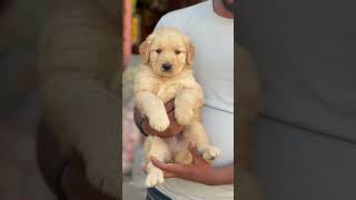#dog #puppy #dogcoach #pets #doglove #cute #dogsofinstagram