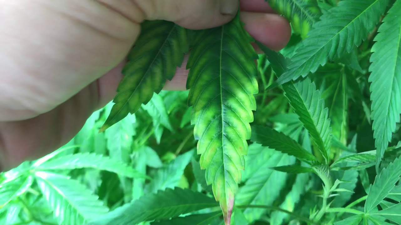 Remo nutrients grow diary. 5 strains day 9 flower