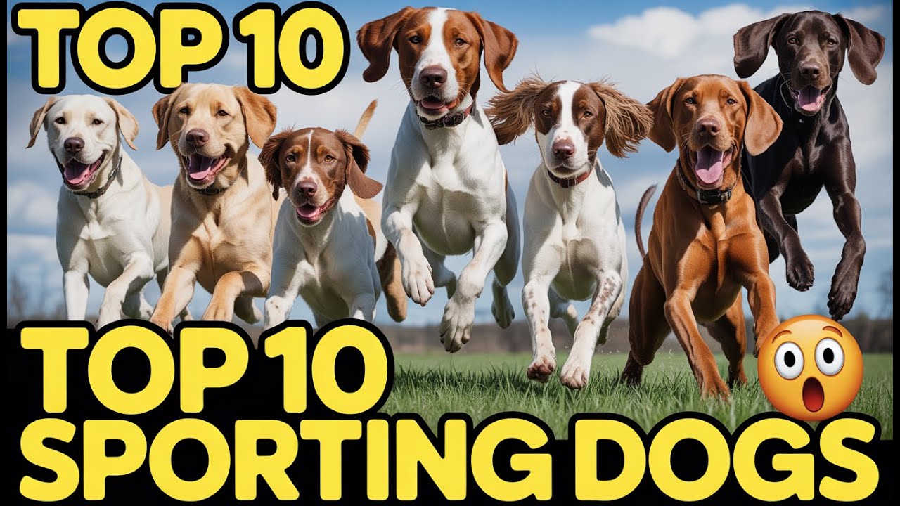 What's The BEST Sporting Dog Breed For You? - DogDecode 