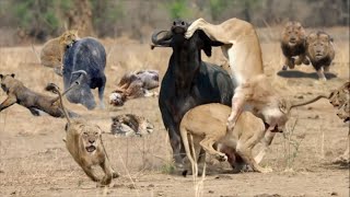 Los Felinos Mas Poderosos Del Africa - Leones vs Bufalo vs Leopardo