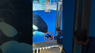 This Orca Thought the Teddy Was Her Baby🥹🐋#shorts